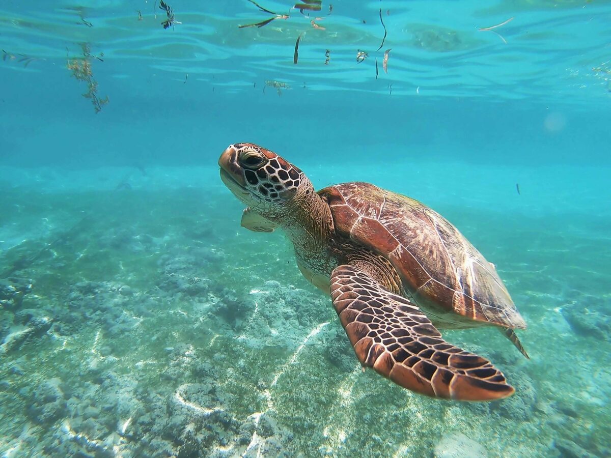 Isole gili