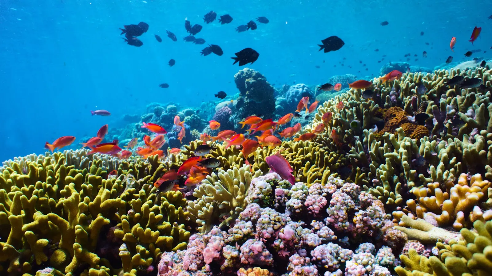 Bunaken snorkeling